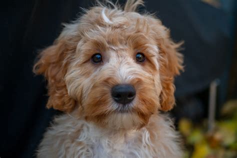 cockapoo haircuts